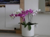 Orchid Phalaenopsis 