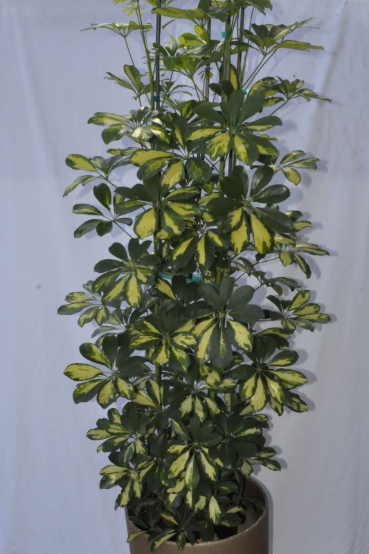 Indoor trees and plants for high light