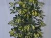 Arboricola