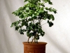 Balfour Aralia