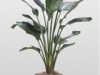 Bird of Paradise