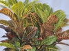 Croton
