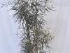False Aralia