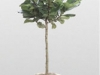 Ficus Lyrata