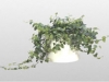 Grape Ivy