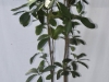 New Zealand Laurel