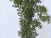 Ming Aralia