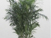 Bamboo Palm