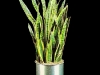 Sanseveria