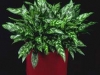 Chinese Evergreen Maria