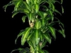 Corn Plant