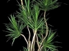 Marginata