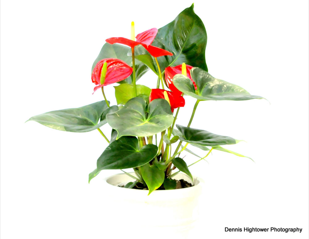 Best indoor plants for medium light