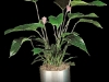Anthurium