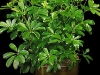 Arboricola