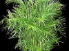 Bamboo Palm