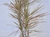 Draceana Tricolor