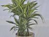 Dracaena Lemon-lime_