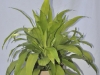 Dracaena Limelight