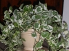 Pothos nJoy