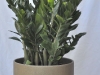 Zamia