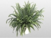 Kimberly Queen Fern