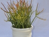 Firestick