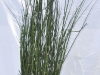 Horsetail