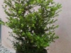 Japanese Boxwood