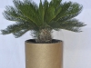 Sago palm