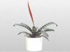 Bromeliad_Flaming_Sword_tmb.jpg