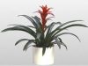 Bromeliad_Ostara_tmb.jpg