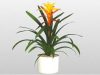 Bromeliad_Samba_tmb.jpg