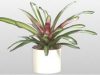 Bromeliad_Tricolor_tmb.jpg