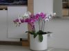 Orchid Phalaenopsis