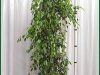 Ficus-Benjamina-Column