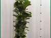 Ficus-Lyrata-Column