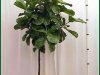 Ficus-Lyrata-Standard