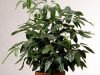 Schefflera