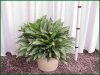 Aglaonema-Jewel-Of-India