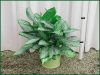 Aglaonema-Silver-Bay