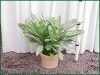 Aglaonema-Silver-Queen