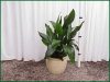 Aspidistra