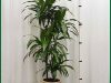 Dracaena-Janet-Craig