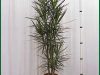 Dracaena-Marginata