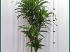 Dracaena-Massangeana