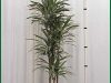 Dracaena-Warneckii