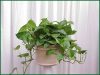 Pothos-Jade