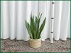 Sansevieria-Zeylanica