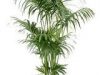 Kentia Palm